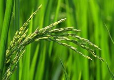 HC-SYJW温控型双轴桨叶混合机加热方式